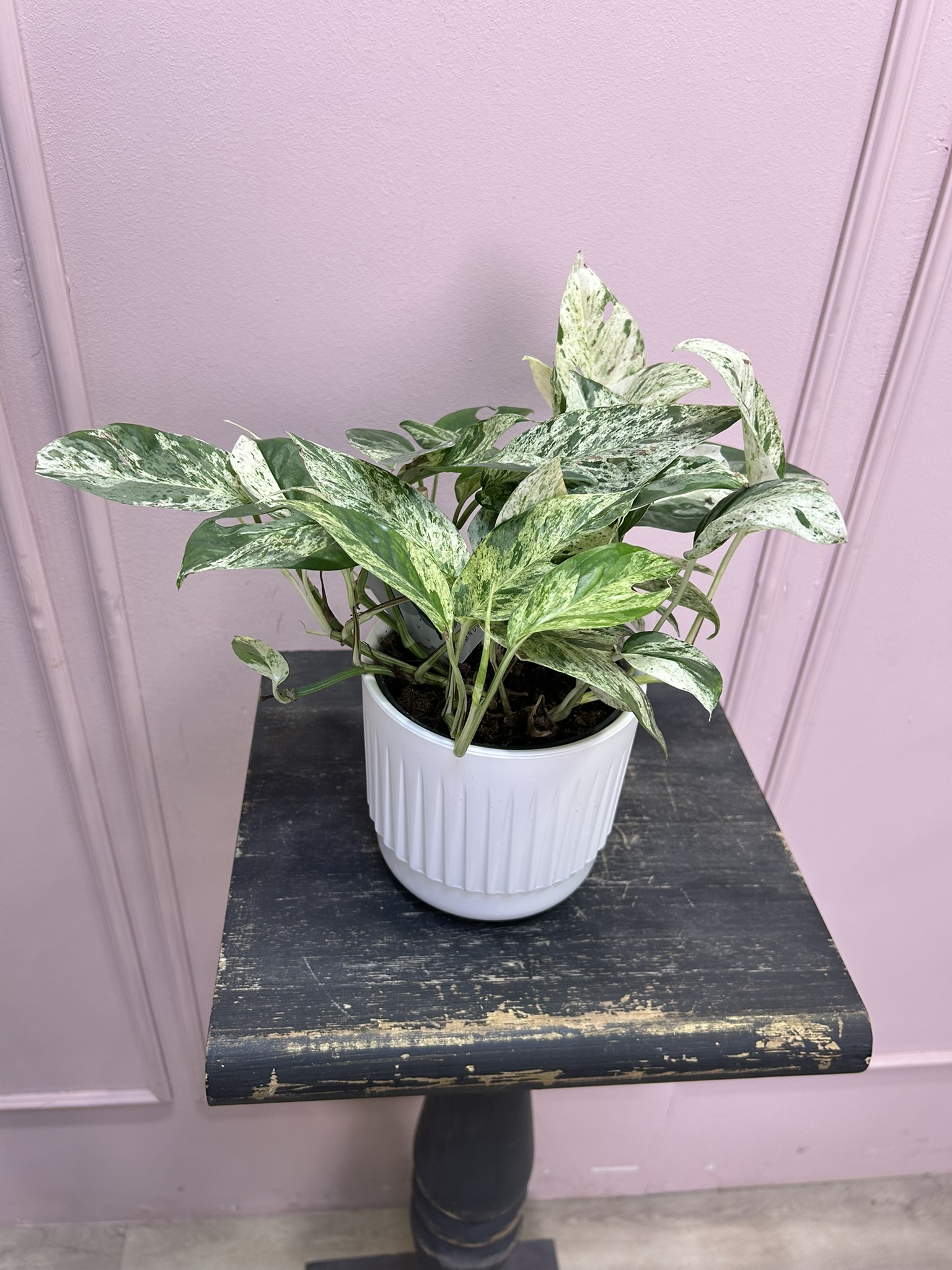 картинка Эпипремиум от Мадам Москвичка