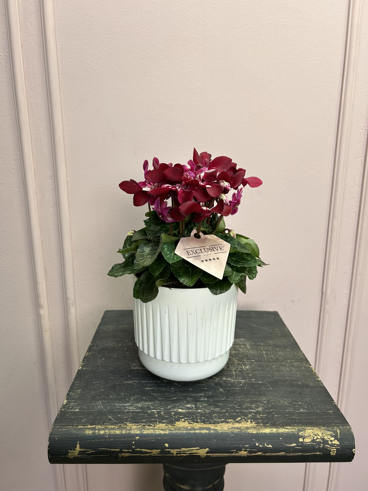 картинка Цикломен в кашпо от Мадам Москвичка