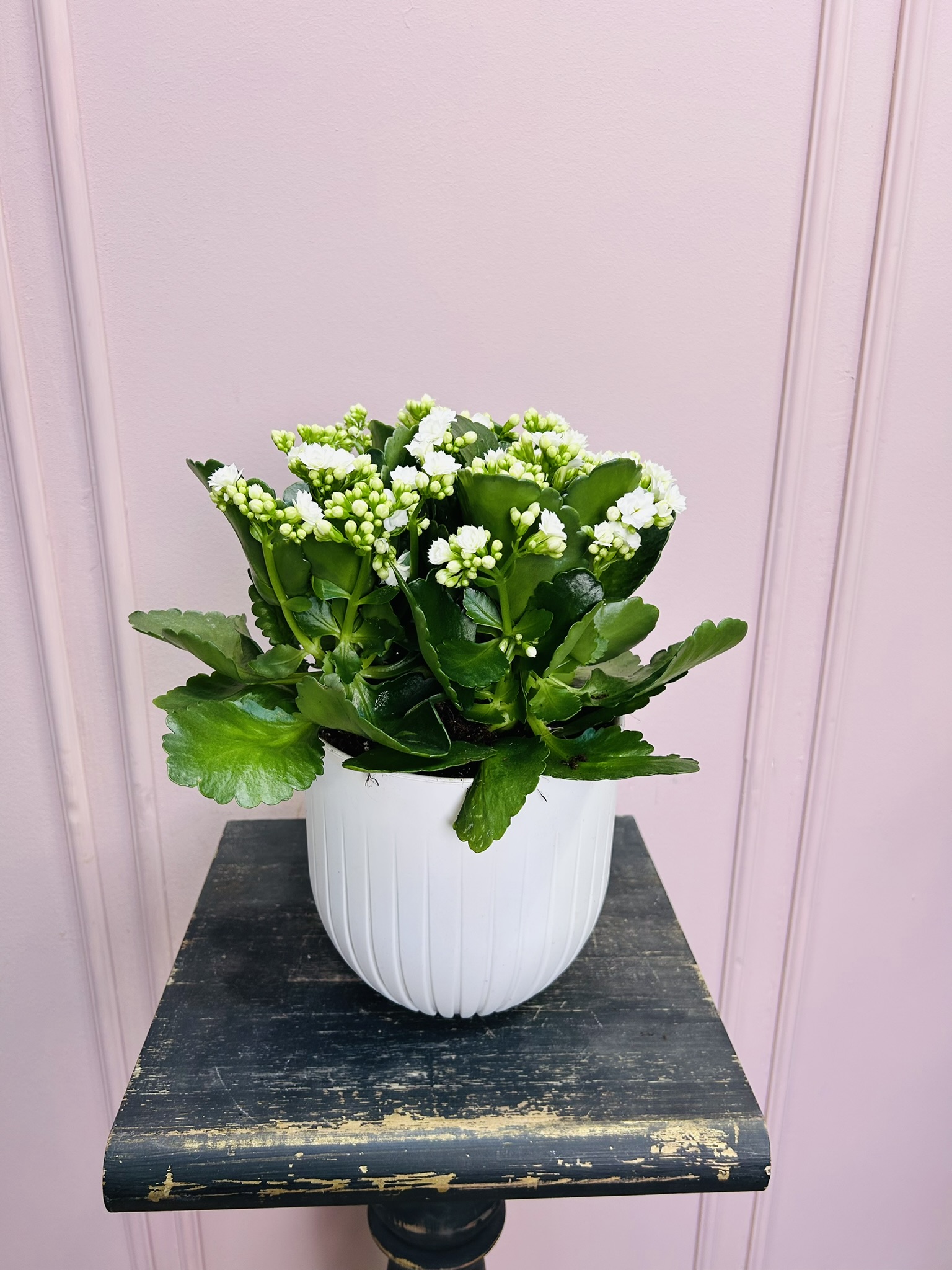 картинка Каланхоэ белое в кашпо от Мадам Москвичка