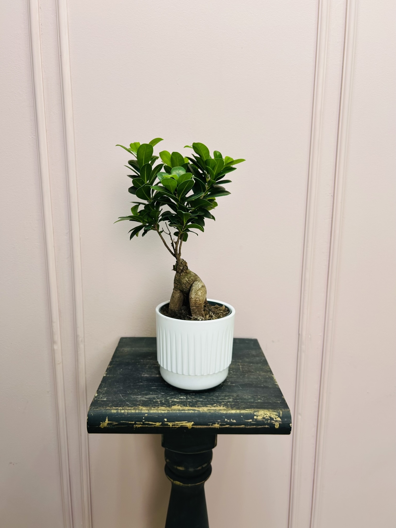 картинка Фикус Генсека от Мадам Москвичка