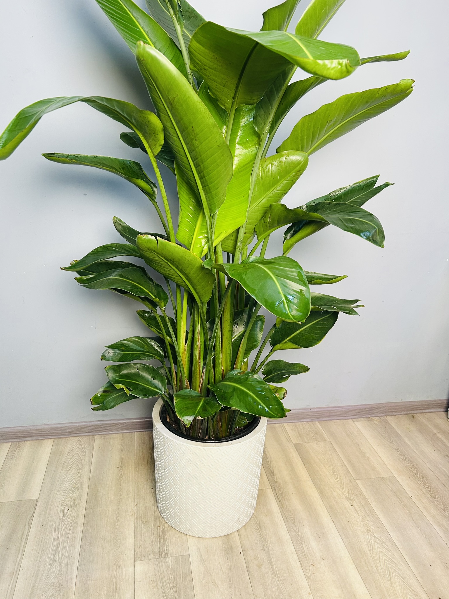 картинка Стрелиция Николая 160 см от Мадам Москвичка