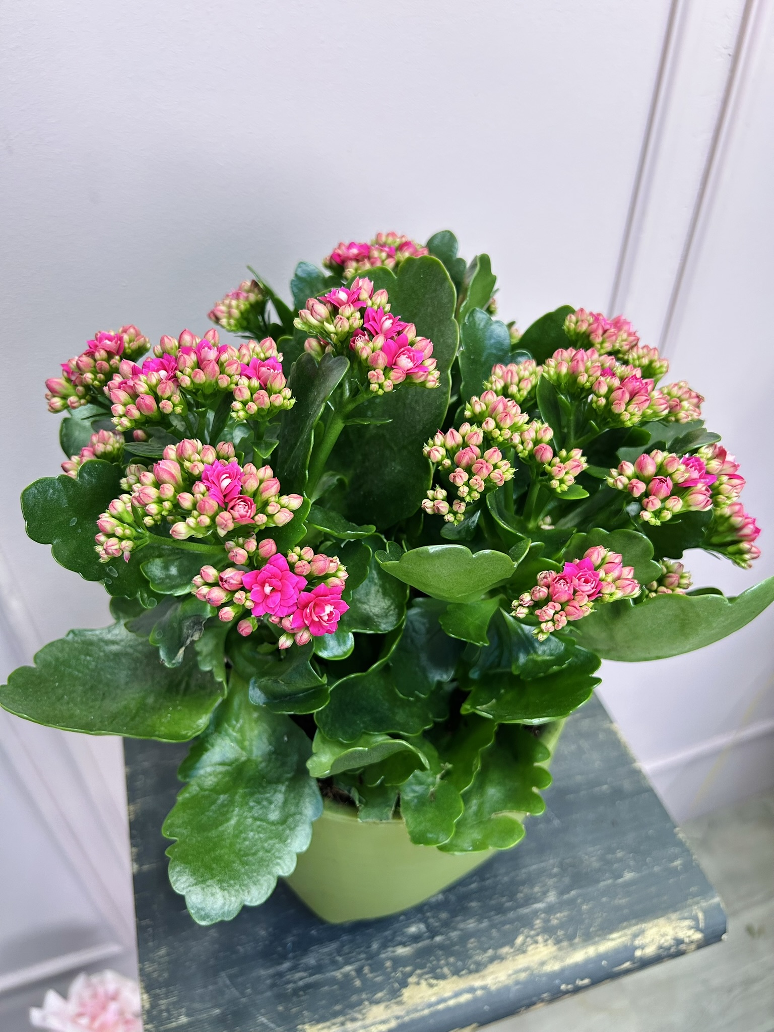 картинка Каланхоэ розовый в кашпо от Мадам Москвичка