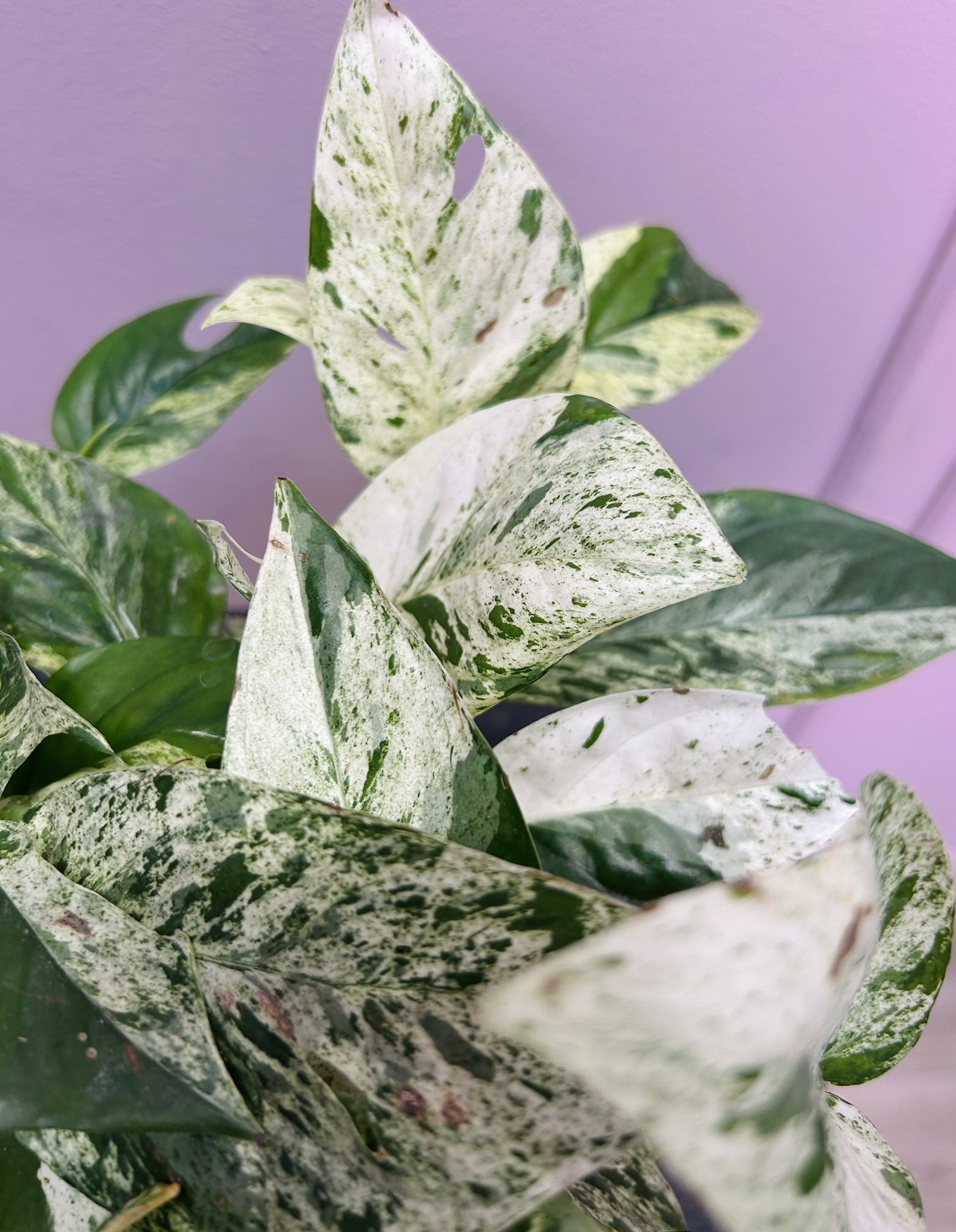 картинка Эпипремиум от Мадам Москвичка