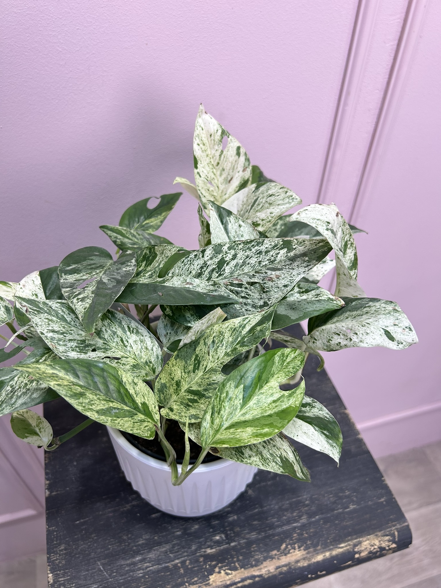 картинка Эпипремиум от Мадам Москвичка