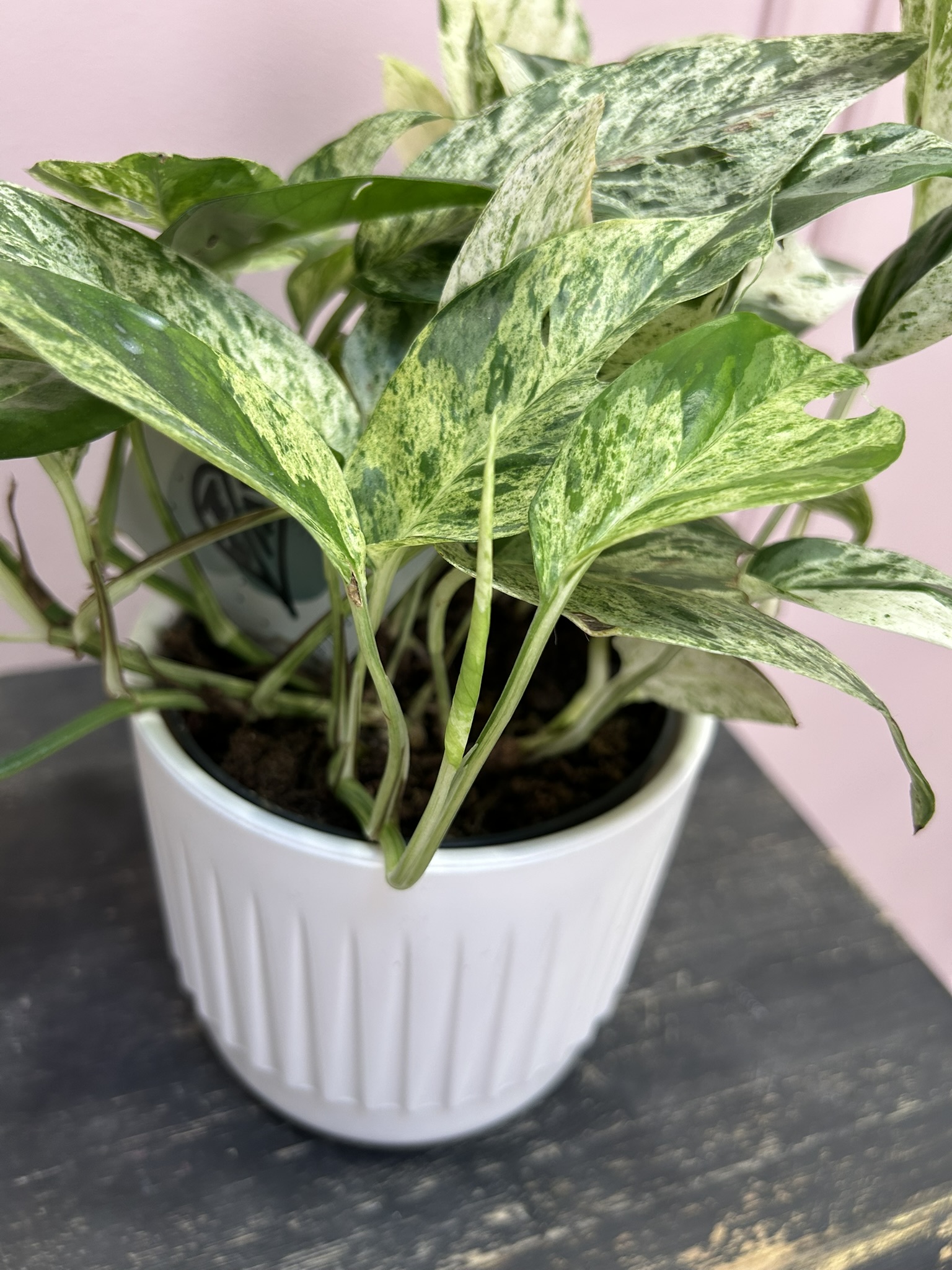 картинка Эпипремиум от Мадам Москвичка