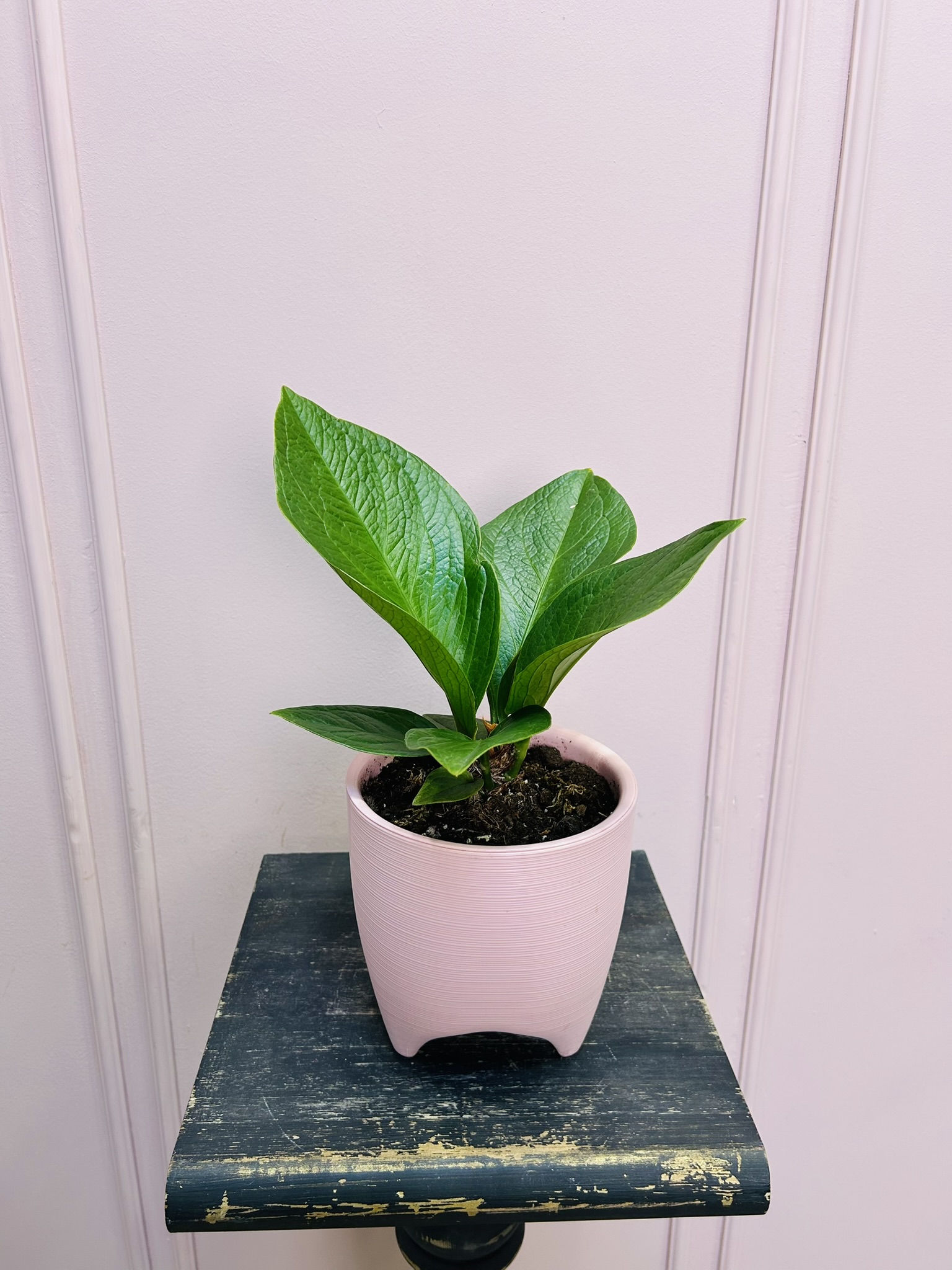 картинка Антуриум Китайский от Мадам Москвичка